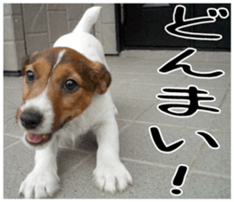MIEDOG Jack Russell terrier sticker 1 sticker #14031467