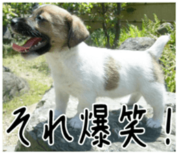MIEDOG Jack Russell terrier sticker 1 sticker #14031468