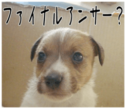MIEDOG Jack Russell terrier sticker 1 sticker #14031469
