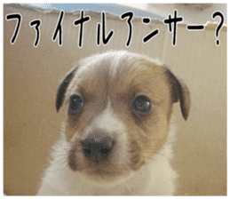 MIEDOG Jack Russell terrier sticker 1 sticker #14031469