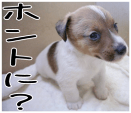 MIEDOG Jack Russell terrier sticker 1 sticker #14031470