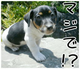 MIEDOG Jack Russell terrier sticker 1 sticker #14031471