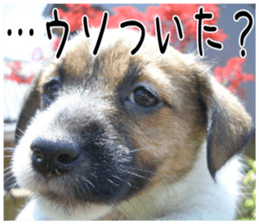 MIEDOG Jack Russell terrier sticker 1 sticker #14031472