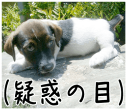 MIEDOG Jack Russell terrier sticker 1 sticker #14031473