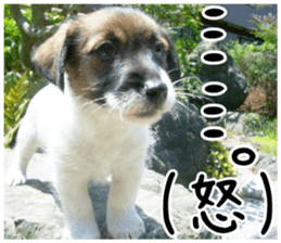 MIEDOG Jack Russell terrier sticker 1 sticker #14031474