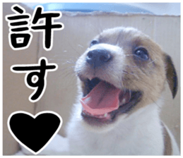 MIEDOG Jack Russell terrier sticker 1 sticker #14031475