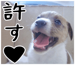 MIEDOG Jack Russell terrier sticker 1 sticker #14031475