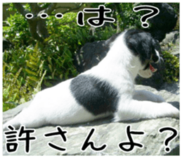 MIEDOG Jack Russell terrier sticker 1 sticker #14031476