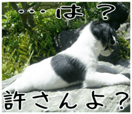 MIEDOG Jack Russell terrier sticker 1 sticker #14031476