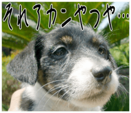 MIEDOG Jack Russell terrier sticker 1 sticker #14031477