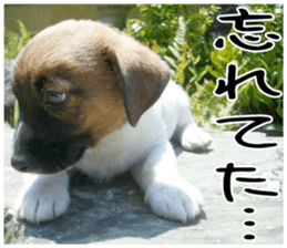 MIEDOG Jack Russell terrier sticker 1 sticker #14031478