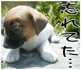 MIEDOG Jack Russell terrier sticker 1 sticker #14031478