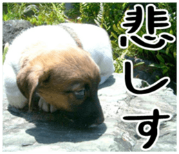 MIEDOG Jack Russell terrier sticker 1 sticker #14031479