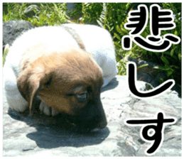 MIEDOG Jack Russell terrier sticker 1 sticker #14031479