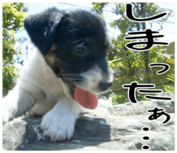 MIEDOG Jack Russell terrier sticker 1 sticker #14031480