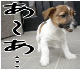MIEDOG Jack Russell terrier sticker 1 sticker #14031481