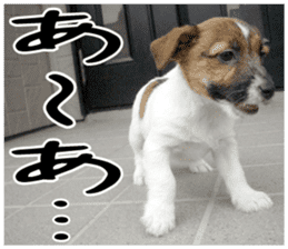 MIEDOG Jack Russell terrier sticker 1 sticker #14031481