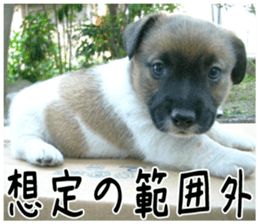 MIEDOG Jack Russell terrier sticker 1 sticker #14031482