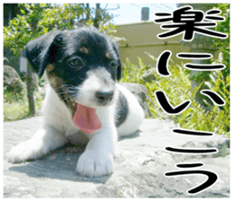 MIEDOG Jack Russell terrier sticker 1 sticker #14031483