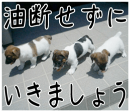 MIEDOG Jack Russell terrier sticker 1 sticker #14031484