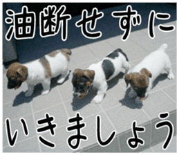 MIEDOG Jack Russell terrier sticker 1 sticker #14031484