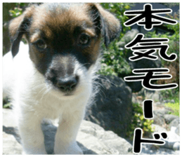 MIEDOG Jack Russell terrier sticker 1 sticker #14031485