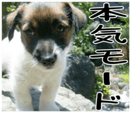 MIEDOG Jack Russell terrier sticker 1 sticker #14031485