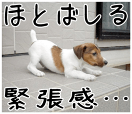 MIEDOG Jack Russell terrier sticker 1 sticker #14031487