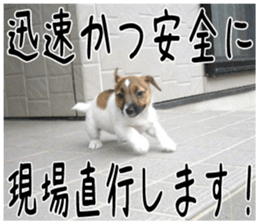 MIEDOG Jack Russell terrier sticker 1 sticker #14031488