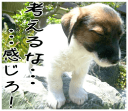 MIEDOG Jack Russell terrier sticker 1 sticker #14031489