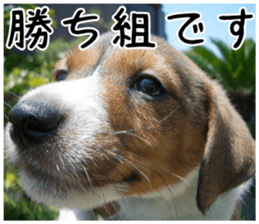 MIEDOG Jack Russell terrier sticker 1 sticker #14031492