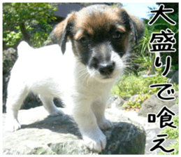 MIEDOG Jack Russell terrier sticker 1 sticker #14031493