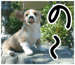 MIEDOG Welsh Corgi Cardigan sticker 1 sticker #14031704
