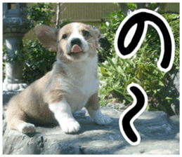 MIEDOG Welsh Corgi Cardigan sticker 1 sticker #14031704