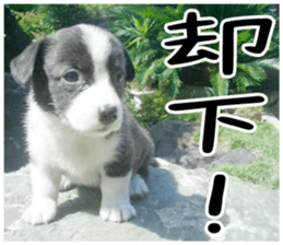 MIEDOG Welsh Corgi Cardigan sticker 1 sticker #14031705