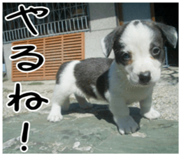 MIEDOG Welsh Corgi Cardigan sticker 1 sticker #14031707