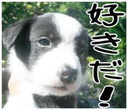 MIEDOG Welsh Corgi Cardigan sticker 1 sticker #14031708