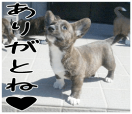 MIEDOG Welsh Corgi Cardigan sticker 1 sticker #14031709
