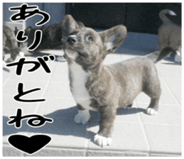 MIEDOG Welsh Corgi Cardigan sticker 1 sticker #14031709