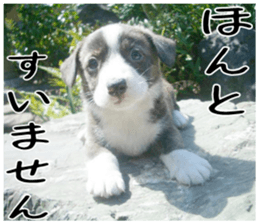 MIEDOG Welsh Corgi Cardigan sticker 1 sticker #14031710