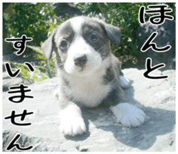 MIEDOG Welsh Corgi Cardigan sticker 1 sticker #14031710