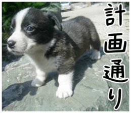 MIEDOG Welsh Corgi Cardigan sticker 1 sticker #14031713