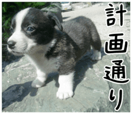 MIEDOG Welsh Corgi Cardigan sticker 1 sticker #14031713