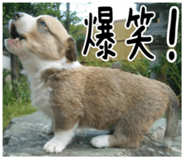 MIEDOG Welsh Corgi Cardigan sticker 1 sticker #14031714