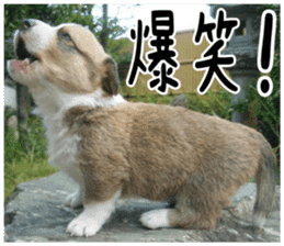 MIEDOG Welsh Corgi Cardigan sticker 1 sticker #14031714
