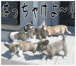 MIEDOG Welsh Corgi Cardigan sticker 1 sticker #14031715