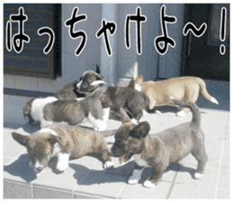 MIEDOG Welsh Corgi Cardigan sticker 1 sticker #14031715
