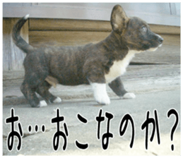 MIEDOG Welsh Corgi Cardigan sticker 1 sticker #14031716