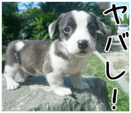 MIEDOG Welsh Corgi Cardigan sticker 1 sticker #14031719