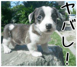 MIEDOG Welsh Corgi Cardigan sticker 1 sticker #14031719